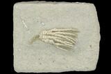 Crinoid (Abrotocrinus) Fossil - Crawfordsville, Indiana #122944-1